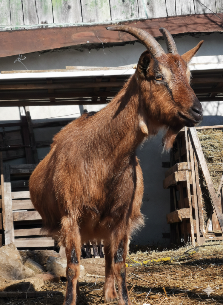 Ház a hársfa lombjai alatt Őzi kecske