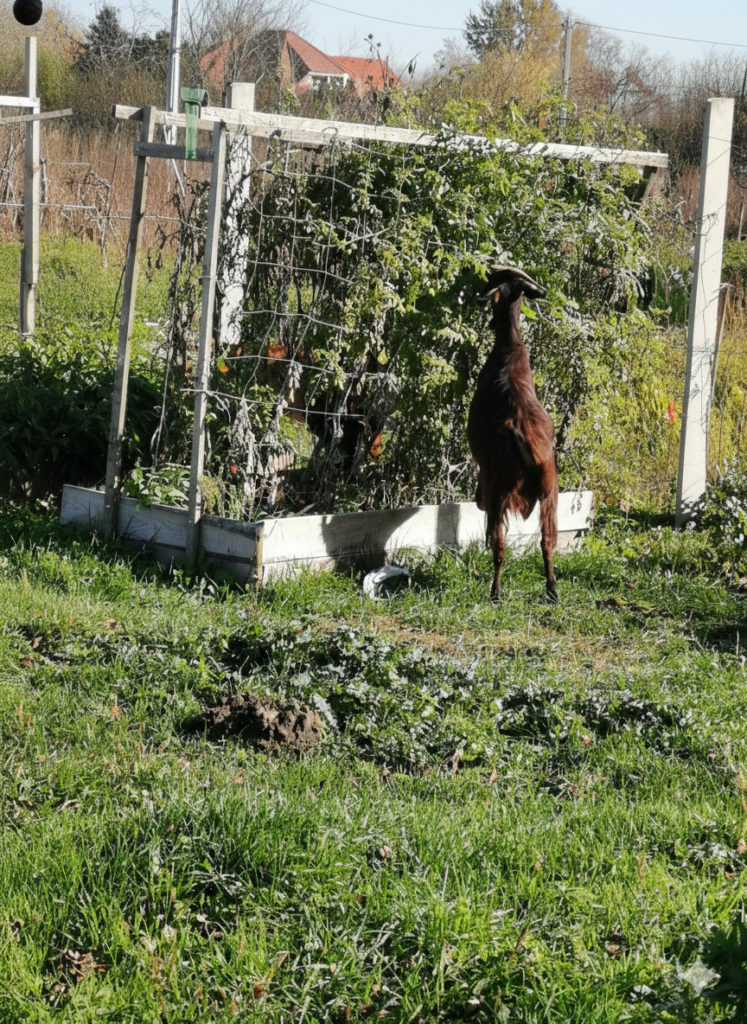 Ház a hársfa lombjai alatt Őzi kecske a paradicsomot legeli