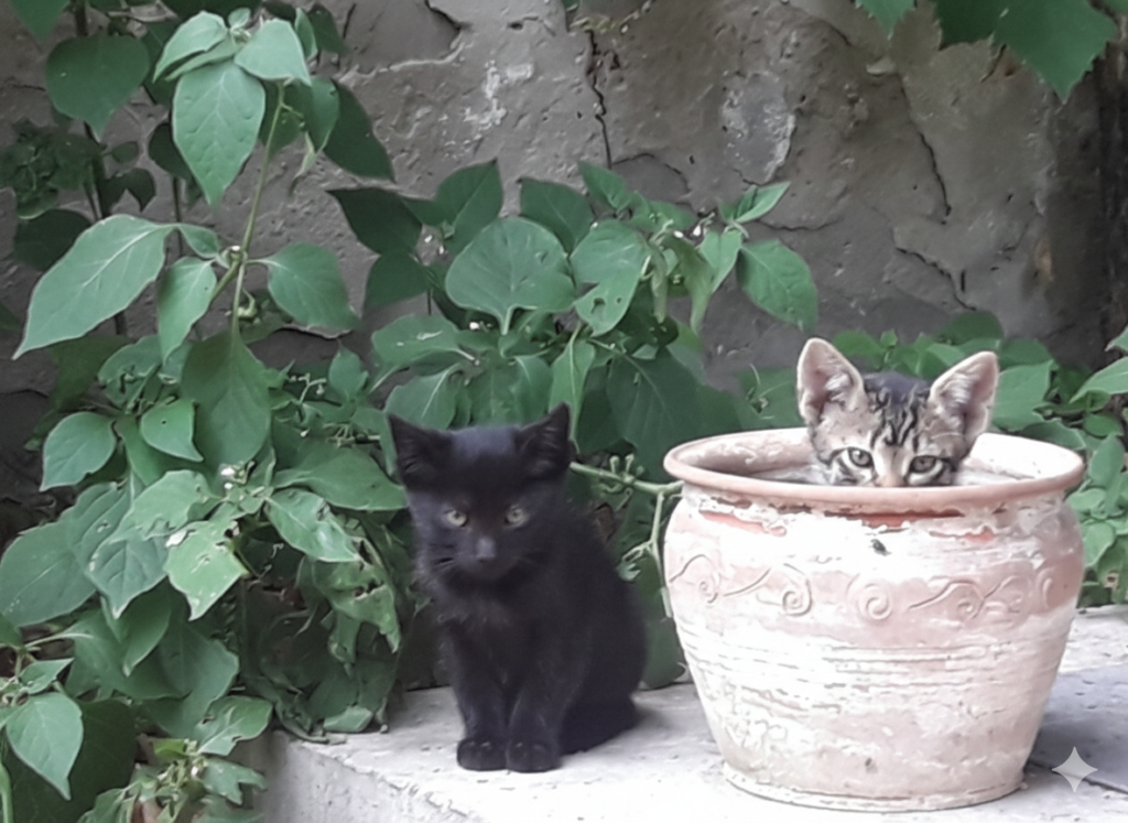 Ház a hársfa lombjai alatt Cicák a parasztház előtt