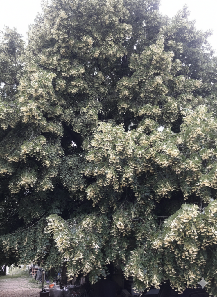 Ház a hársfa lombjai alatt A virágba borult óriási hársfa